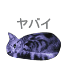 アメショー<シルバータビー>（個別スタンプ：12）
