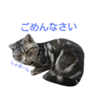 アメショー<シルバータビー>（個別スタンプ：16）
