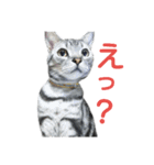 アメショー<シルバータビー>（個別スタンプ：17）
