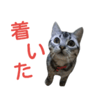 アメショー<シルバータビー>（個別スタンプ：27）