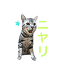 アメショー<シルバータビー>（個別スタンプ：31）