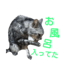 アメショー<シルバータビー>（個別スタンプ：36）