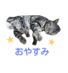 アメショー<シルバータビー>（個別スタンプ：39）