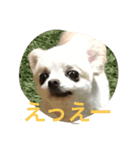 とぼの日常（個別スタンプ：3）