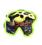 かえるくん    スタンプ 2（個別スタンプ：4）