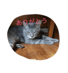 にゃんこワールド（個別スタンプ：6）