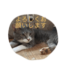 にゃんこワールド（個別スタンプ：7）