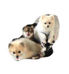 モグくんシロくん時々もんぷー（個別スタンプ：1）