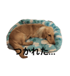 ターボの日常（個別スタンプ：19）