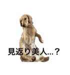 ターボの日常（個別スタンプ：36）