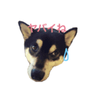 黒柴の「Shiba」3（個別スタンプ：2）