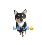 黒柴の「Shiba」3（個別スタンプ：8）