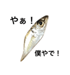 魚です（個別スタンプ：1）