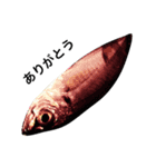 魚です（個別スタンプ：3）