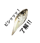 魚です（個別スタンプ：5）