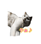 ねこの鈴木さん（個別スタンプ：1）