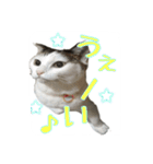 ねこの鈴木さん（個別スタンプ：2）