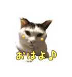 ねこの鈴木さん（個別スタンプ：3）
