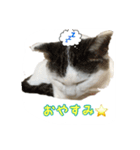 ねこの鈴木さん（個別スタンプ：4）