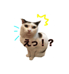 ねこの鈴木さん（個別スタンプ：5）