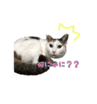 ねこの鈴木さん（個別スタンプ：6）