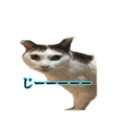 ねこの鈴木さん（個別スタンプ：7）