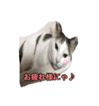 ねこの鈴木さん（個別スタンプ：10）