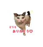 ねこの鈴木さん（個別スタンプ：11）
