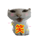 ねこの鈴木さん（個別スタンプ：12）