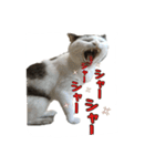 ねこの鈴木さん（個別スタンプ：14）