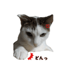 ねこの鈴木さん（個別スタンプ：15）