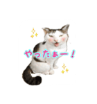 ねこの鈴木さん（個別スタンプ：17）