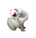 ねこの鈴木さん（個別スタンプ：18）