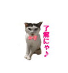 ねこの鈴木さん（個別スタンプ：20）