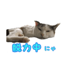 ねこの鈴木さん（個別スタンプ：21）