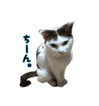ねこの鈴木さん（個別スタンプ：22）