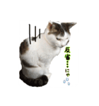ねこの鈴木さん（個別スタンプ：23）