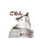 ねこの鈴木さん（個別スタンプ：24）