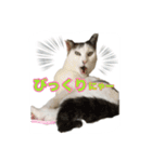 ねこの鈴木さん（個別スタンプ：25）