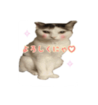 ねこの鈴木さん（個別スタンプ：26）