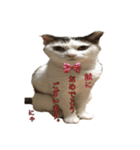 ねこの鈴木さん（個別スタンプ：27）
