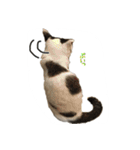 ねこの鈴木さん（個別スタンプ：29）