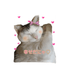ねこの鈴木さん（個別スタンプ：31）