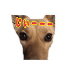 のら犬みたいなチョコビだよ（個別スタンプ：1）