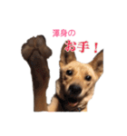 のら犬みたいなチョコビだよ（個別スタンプ：2）