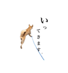 のら犬みたいなチョコビだよ（個別スタンプ：3）