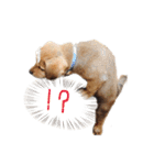 のら犬みたいなチョコビだよ（個別スタンプ：5）