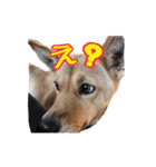 のら犬みたいなチョコビだよ（個別スタンプ：6）