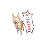 のら犬みたいなチョコビだよ（個別スタンプ：8）