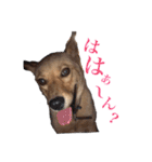 のら犬みたいなチョコビだよ（個別スタンプ：9）